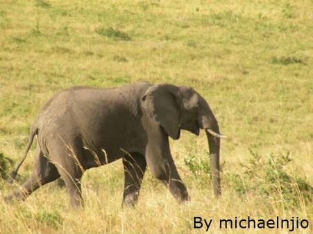 મદમસ્ત હાથી