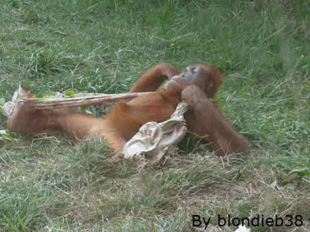 ધ ગ્રેટ એપ્સ