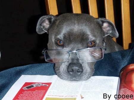 PICS : પોતાને ન સમજો વધુ સ્માર્ટ, કારણ કે આ પણ છે બુદ્ધિશાળી