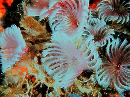 ફેધર ડસ્ટર વોર્મ