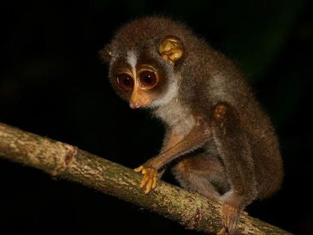 સ્લેંડર લોરિસ