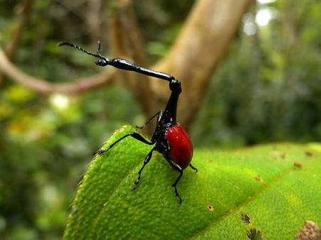 જિરાફ વિવીલ
