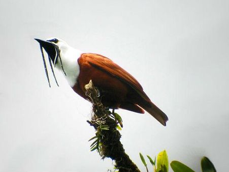Three Wattled Bellbird