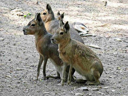પેંટાગોનિયન મારસ