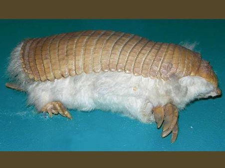 Pink Fairy Armadillo