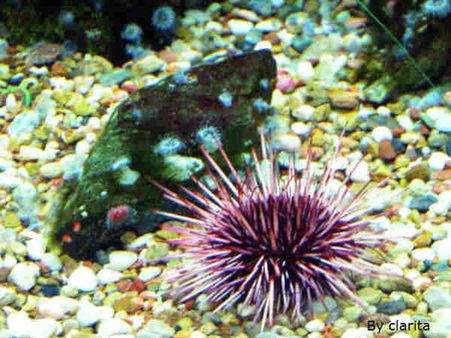 PICS: એવા જીવ જેમને આજથી પહેલાં તમે કદાચ જ જોયા હશે