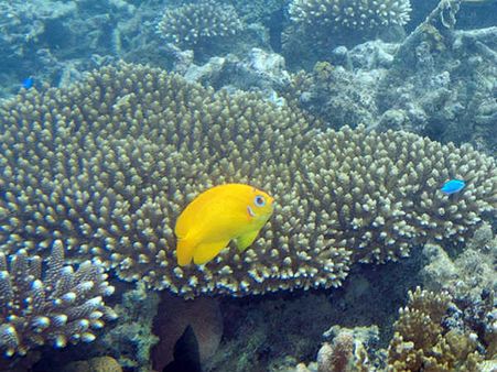 ક્યાંથી પ્રજાતિઓ એકત્ર કરાશે? ક્યાંથી પ્રજાતિઓ એકત્ર કરાશે?