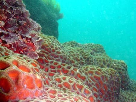 કોરલ રીફ અંગે જાગૃતિ લવાશે કોરલ રીફ અંગે જાગૃતિ લવાશે