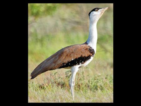 ગુજરાત: ઘોરાડ પક્ષીને બચાવવા 20 ગામોના કુતરાઓનું ખસીકરણ થશે