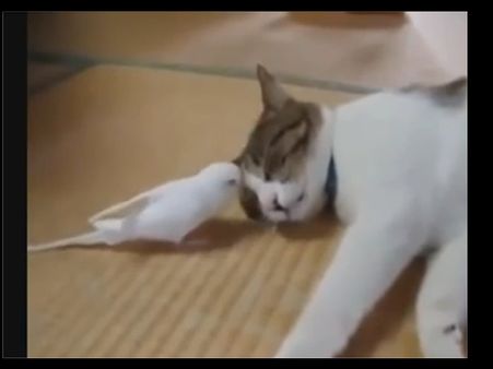 એક તસવીરી ઝલક