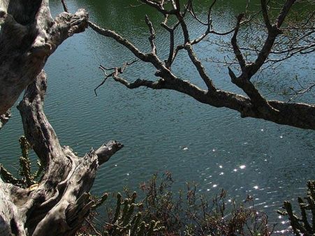 ચિખાલદારા