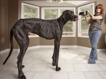 સૌથી મોટો કૂતરો