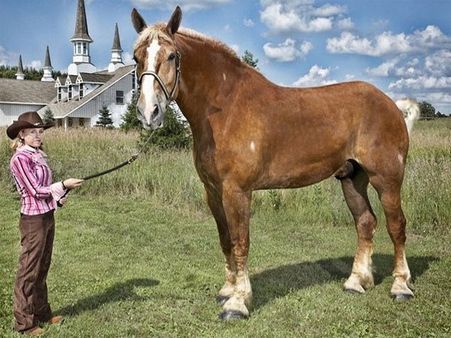 હાથીથી ઓછો નથી આ ઘોડો