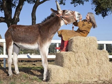 આ ગધેડા આગળ ઘોડો પણ નાનો પડી જાય
