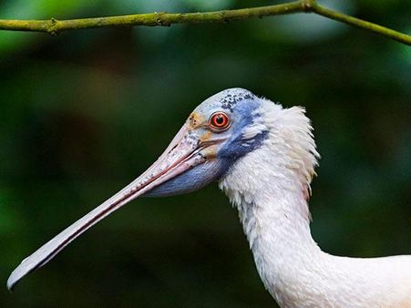 ગાગા વન્યજીવ અભયારણ્ય