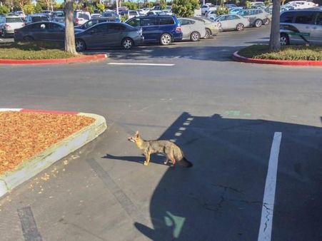 ફેસબુકનું મેનલો પાર્ક હેડક્વાર્ટ- એક ટૂર