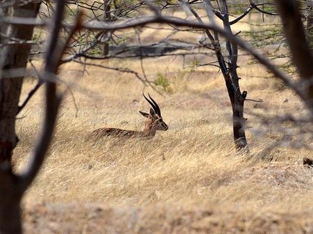 રામપરા વન્ય જીવન અભયારણ્ય
