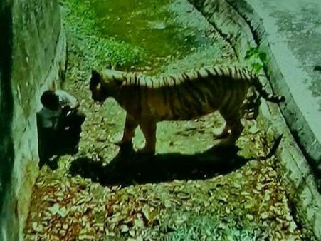 Video: દિલ્હીના ઝૂમાં વાઘે યુવકને બનાવ્યો શિકાર