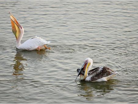 હમીરસર તળાવ