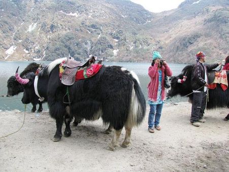 સિક્કિમમાં યાક રાઇડ