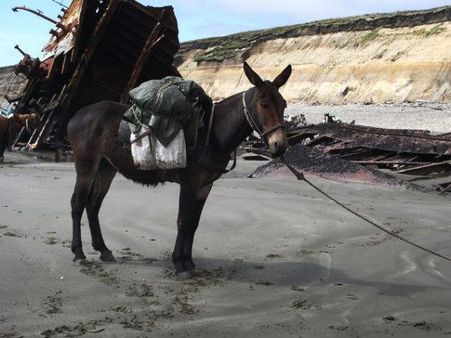 ગુલમર્ગમાં ખચ્ચરની સવારી