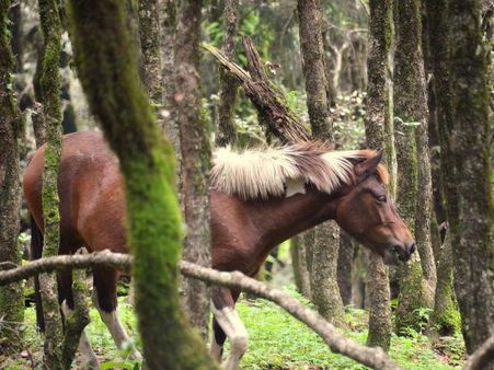 તીર્થાન