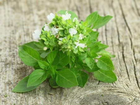 તુલસી ટૂથ પાવડર