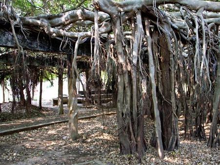 વડવાઇઓનું દાંતણ