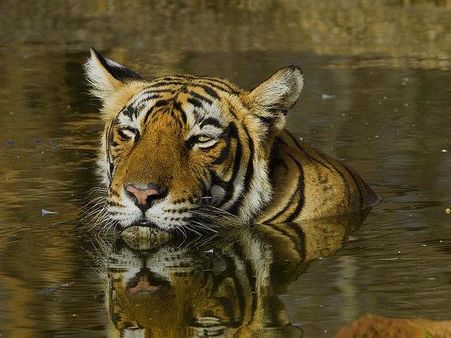 રોયલ બંગાલ ટાઇગર