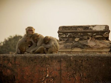 એક મનમોહક તસવીર