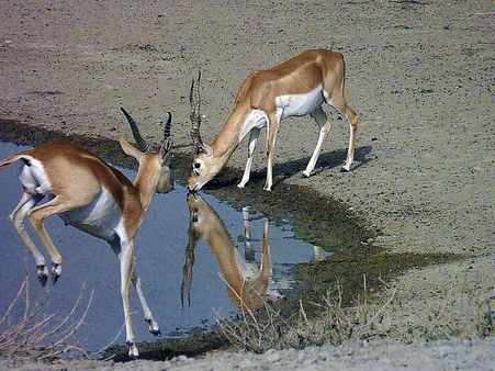 એક અનોખી તસવીર