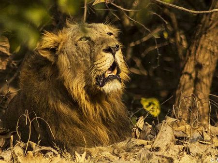 ગિર રાષ્ટ્રીય ઉદ્યાન