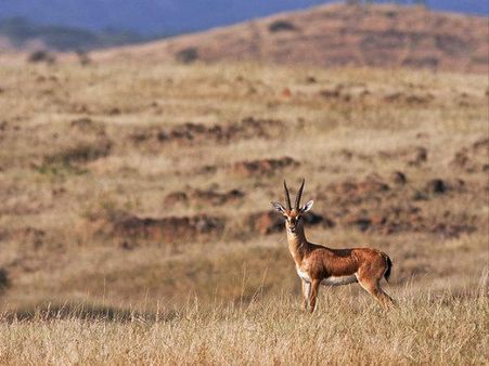 નારાયણ સરોવર અભયારણ્ય