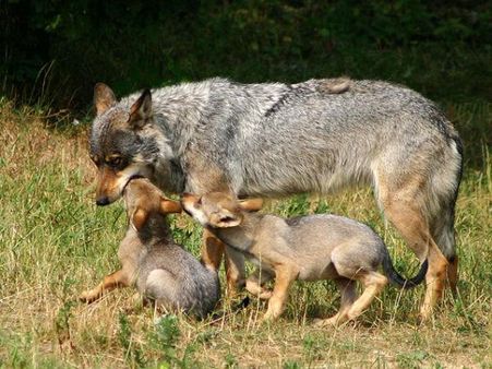 વરદા હિલ્સ વન્યજીવ અભયારણ્ય
