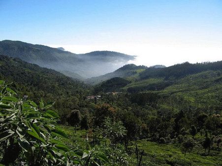 હરિયાળુ જંગલ