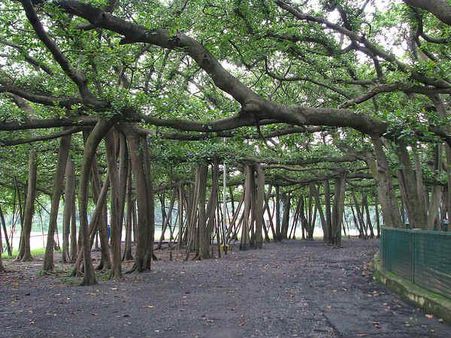 બોટનિકલ ગાર્ડન 