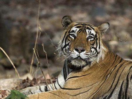 અલીપુર વન્ય પ્રાણી ઉદ્યાન