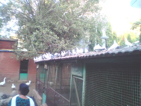 આપની વચ્ચે ફરશે કબૂતર