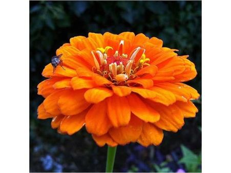 The Fly & the Flower 