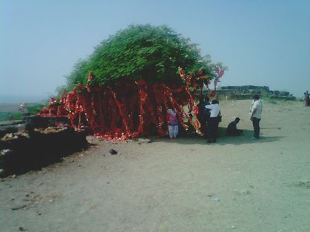 ભક્તો આ વૃક્ષ પર ચૂંદડી બાંધે છે