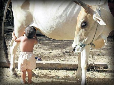 ગાયના દૂધથી એઇડ્સનો ઉપચાર સરળ બનાવી શકાય છે!