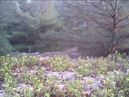 નારગોલ બીચને જુઓ તસવીરોમાં...