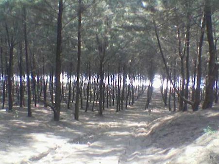 નારગોલ બીચને જુઓ તસવીરોમાં...