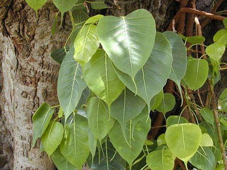 અક્ષય વટ અક્ષય વટ