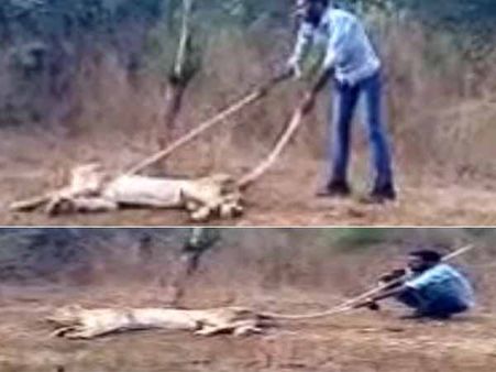 સિંહણને છંછેડતો વીડિયો, ગીર ફોરેસ્ટે શરૂ કરી તપાસ