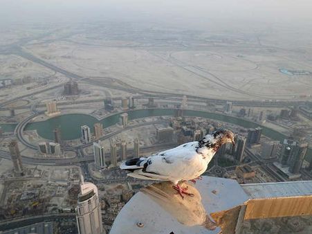 આને ઊંચાઇથી કોઇ ભય નથી