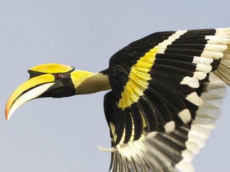 ઇટાનગર વન્યજીવ અભ્યારણ્ય