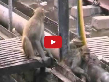 આ વાનરે કઇક આ રીતે શીખવાડી માણસાઇ, જુઓ વીડિયો