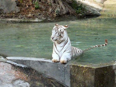 કોબરા સાપની સાથે સંઘર્ષમાં જીવ ગુમાવી બેઠો વાઘ