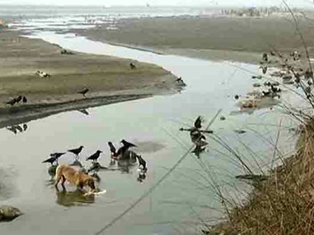 મોદીના ક્લીન ગંગા પ્લાનને ઠેસ; ગંગા નદીમાં 3 મહિનામાં 108 શબ વહાવડાવ્યા